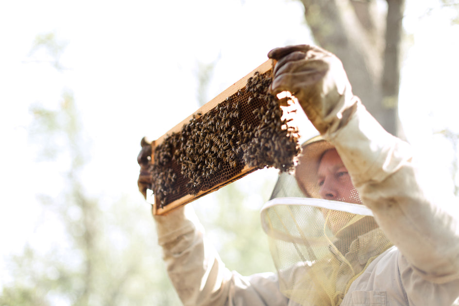 Beekeeping in Lancaster County, Pa Chestnut Ridge Honey